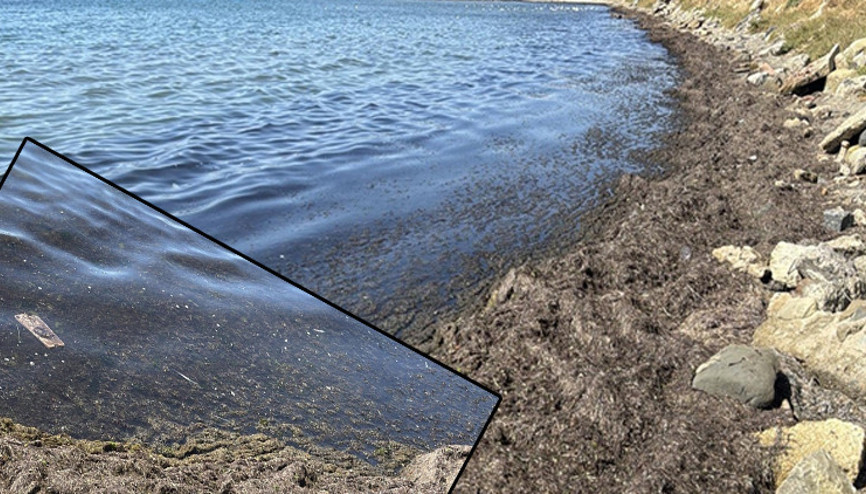 Marmara Denizinde 2 gün boyunca etkili oldu Tekirdağ kıyılarını yosun kapladı