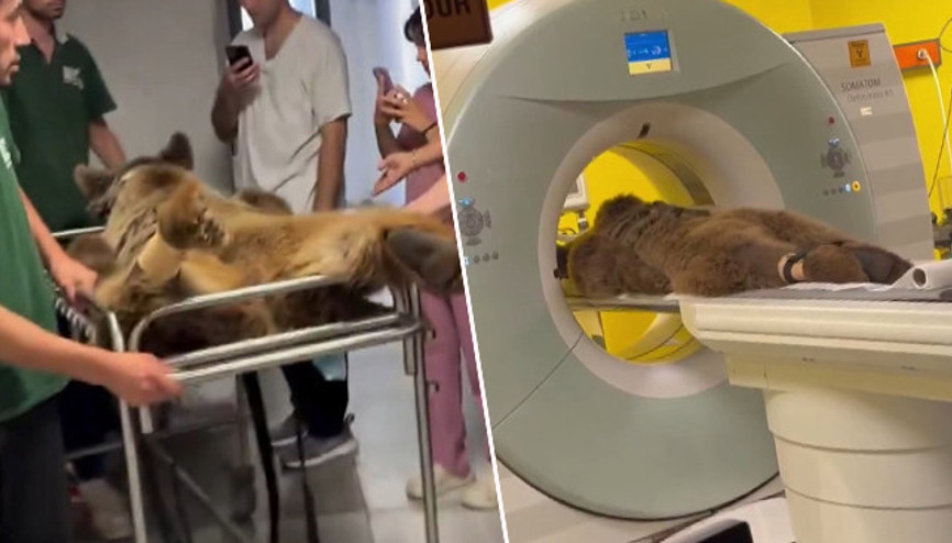 Okan isimli 300 kiloluk ayıya MR çekildi Fazla yediği meyveden karnını üşütmüş