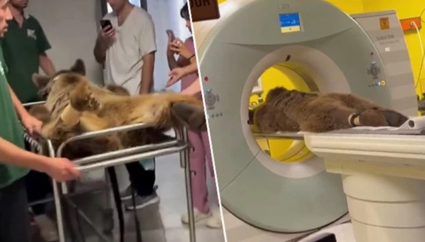 Bakım merkezinde rahatsızlanan ‘Okan’ isimli ayının MR’ı çekildi, tedavi edildi