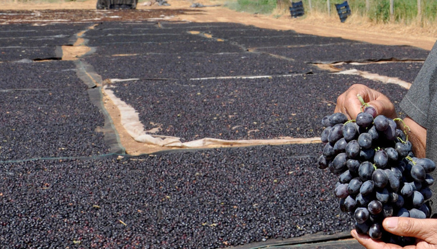 Gaziantep’te, Antep karası’ üzümünde kurutma zamanı