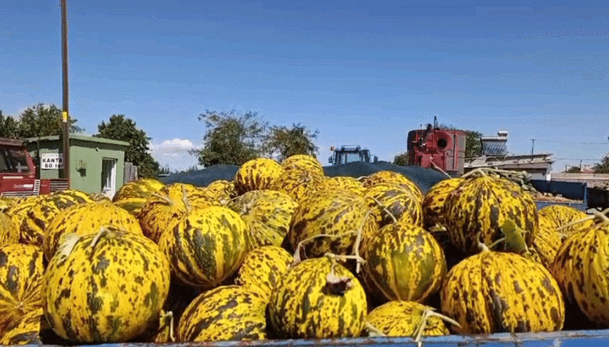 Yüz yıldır aynı lezzet: Hasanbey kara kavunu