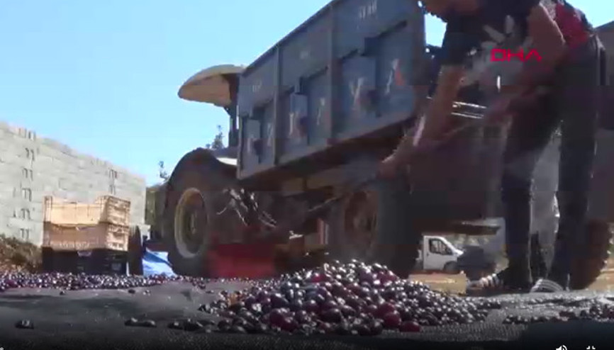 Gaziantep’te, Antep karası’ üzümünde kurutma zamanı