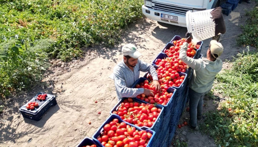 Kayseri’de salçalık domates hasadı başladı.. İşte domatesin tarladaki kilogram fiyatı