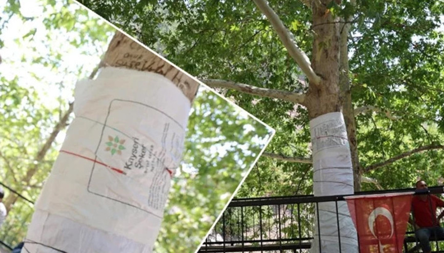 45 yıllık çınarı yazı tahtasına çevirdiler Ağaç böyle koruma altına alındı