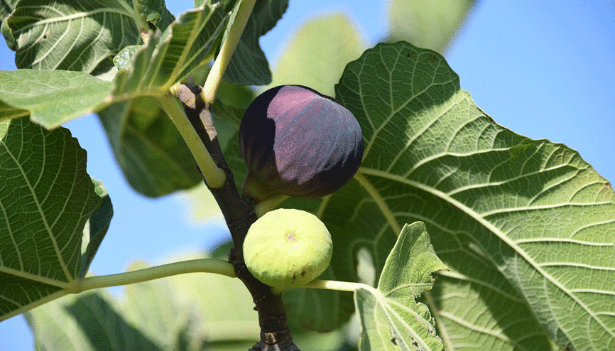 Osmangazi’den dünyaya açılan lezzet Bursa siyah inciri