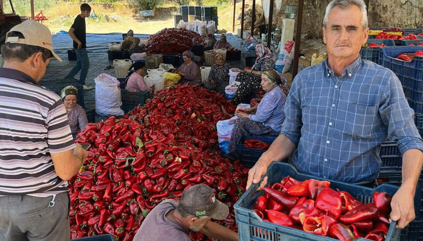 Salihli’de kapya biberde hasat zamanı