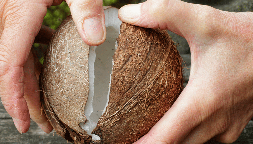 Hindistan cevizi en kolay nasıl kırılır İşte cevabı... Hindistan cevizi en kolay nasıl kırılır İşte cevabı...