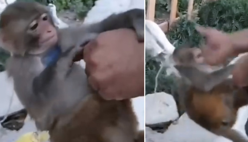 Hatayda şiddet uygulanan maymun, kurtarılıp korumaya alındı