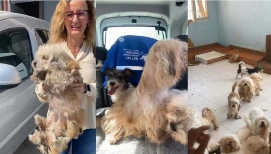 İzmir’de 20 köpeği sağlıksız şekilde evde tutuyordu: 830 bin TL para cezası uygulandı