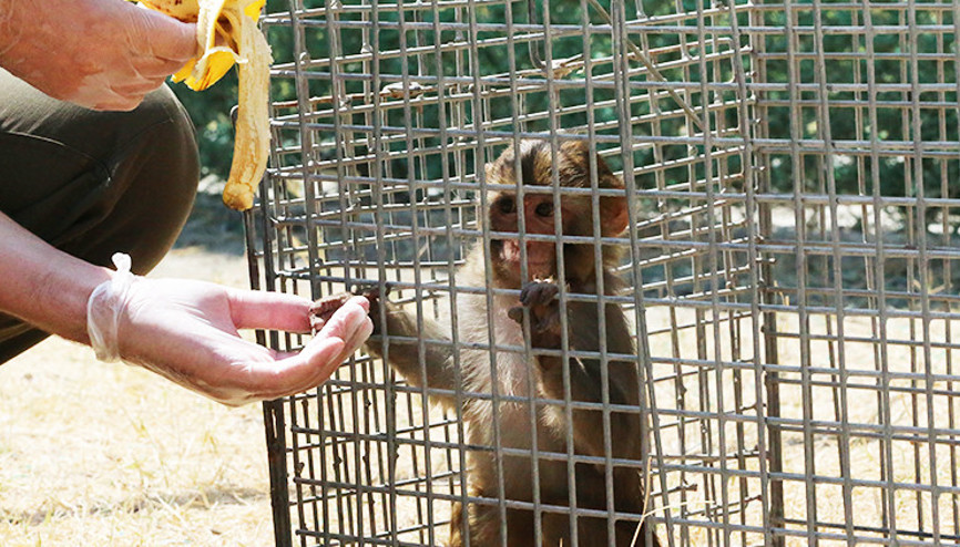 Maymuna kötü davranan kişi hakkında işlem başlatıldı
