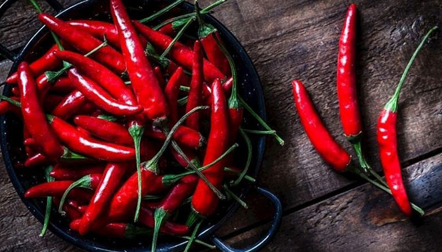 Kapya biber hasat zamanı