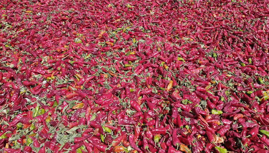 Kahramanmaraşta coğrafi işaretli biberde hasat başladı Kahramanmaraşta coğrafi işaretli biberde hasat başladı