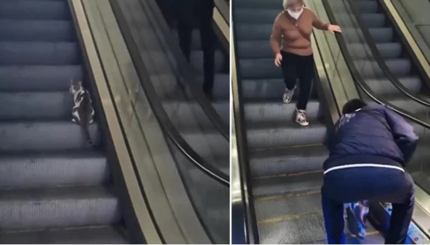 Kedinin havalimanındaki yürüyen merdivenle imtihanı kamerada Kedinin havalimanındaki yürüyen merdivenle imtihanı kamerada