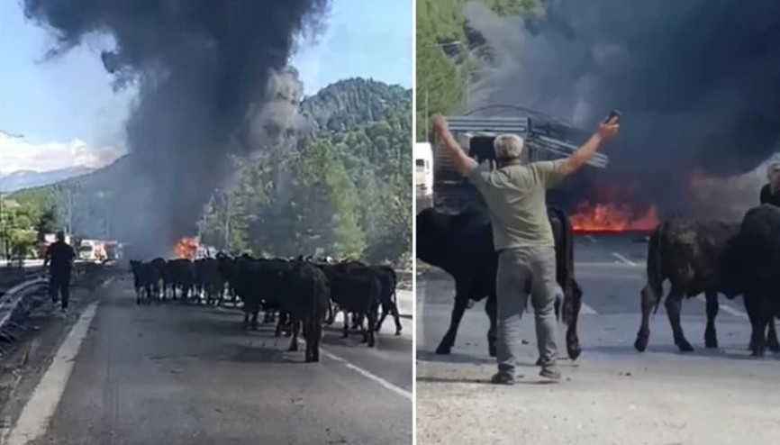 Otoyol’da TIR yandı, büyükbaş hayvanlar son anda kurtarıldı