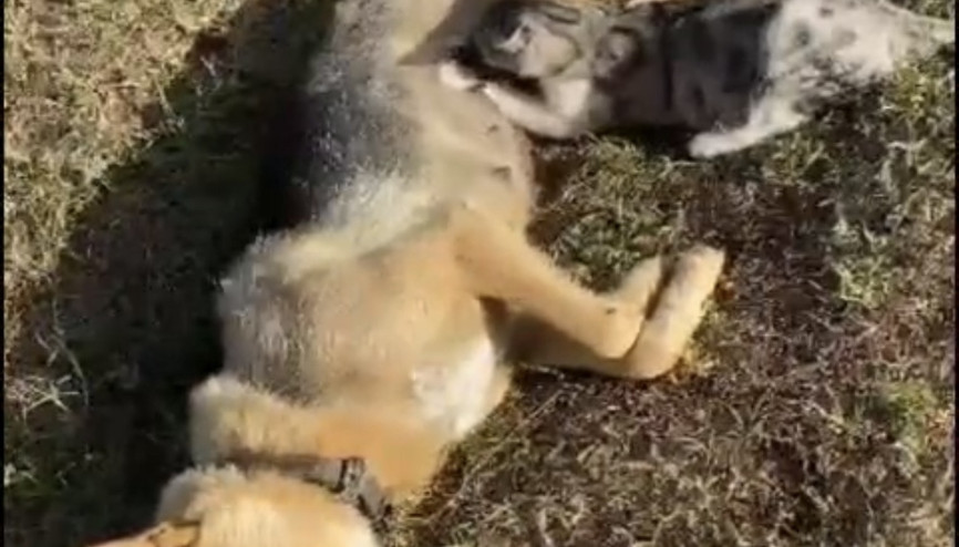 Orman işçisinin kalp masajı yaptığı köpek kurtarılamadı