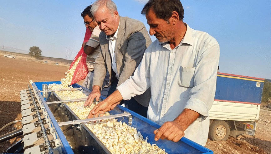 Araban Ovası’nda tecilli Araban sarımsağı ekimine başlandı