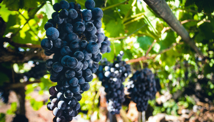 Ünye üzüm suyuna coğrafi tescil