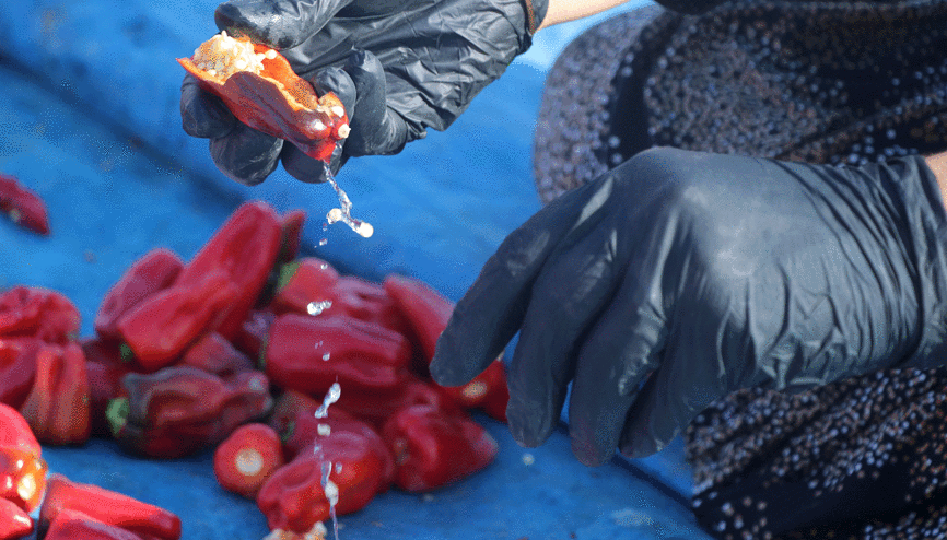 Coğrafi işaretli Cırgalan biberinde kurutma mesaisi başladı