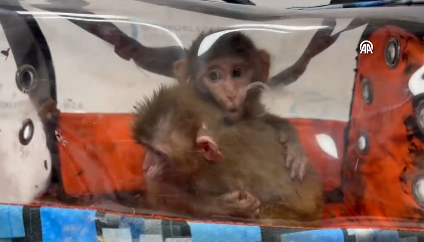 Habur Gümrük Kapısında yasa dışı ticarete konu 3 şahin ile 2 makak maymunu ele geçirildi