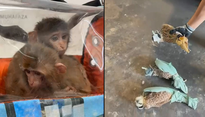 Habur Gümrük Kapısında 3 şahin ve 2 makak maymunu ele geçirildi