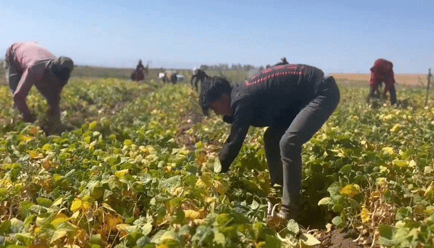 Adilcevaz’da fasulye hasadı başladı