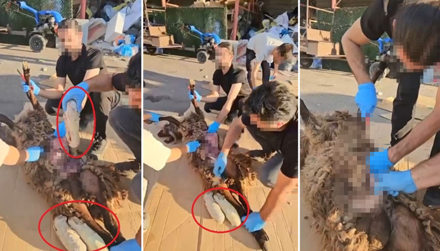 Ölü koyunun karnında uyuşturucu madde tespit edildi 1 gözaltı