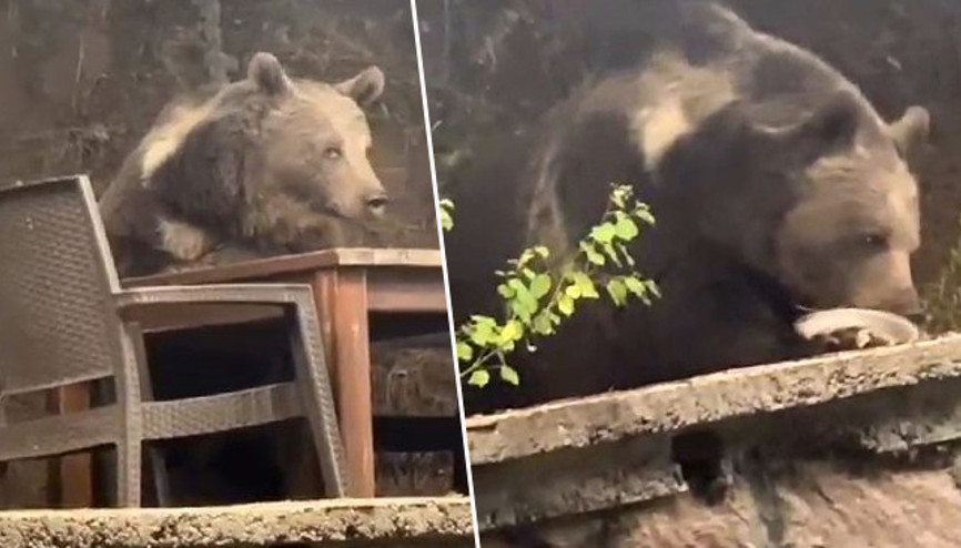 Lokantaya girdi masaya oturarak servis bekledi Ankarada ayıyı görenler şaştı kaldı