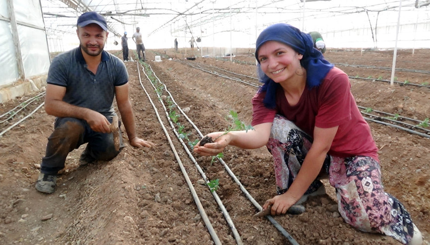 52 bin dönüm serada güz dönemi üretimi domates ekimiyle başladı 52 bin dönüm serada güz dönemi üretimi domates ekimiyle başladı