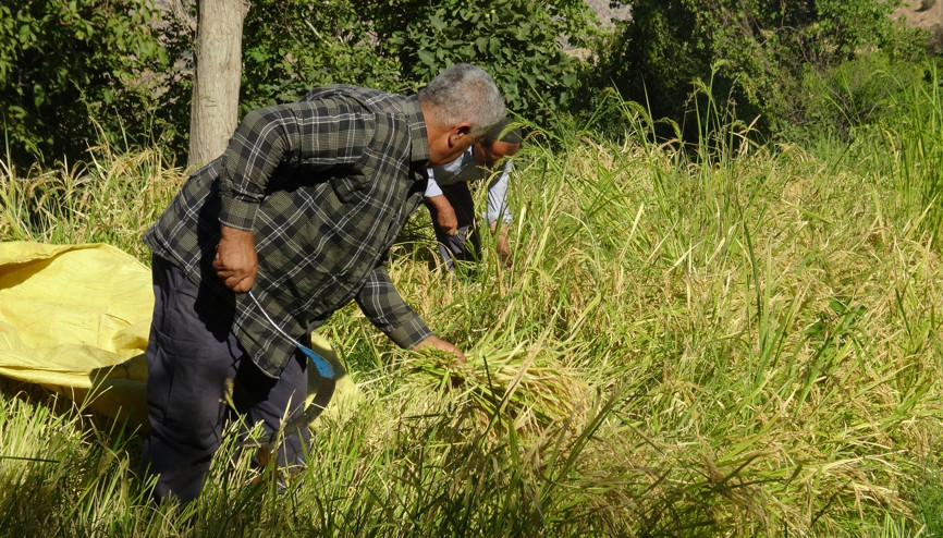 Gercüş’te engebeli arazide orakla, imece usulü pirinç hasadı