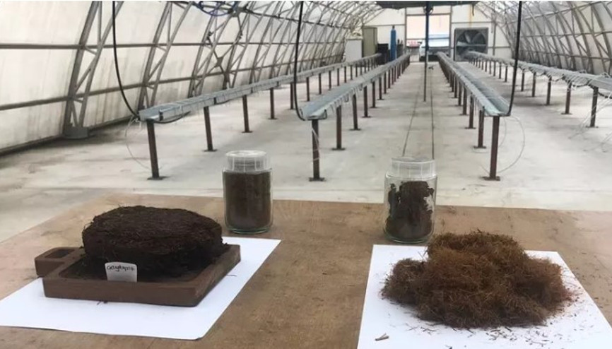 Çay atığından topraksız tarım: ‘Kokopit’e alternatif ‘çaykopit’