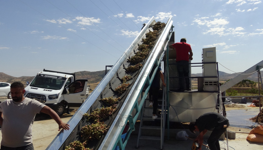 Gercüşte fıstık hasadı başladı