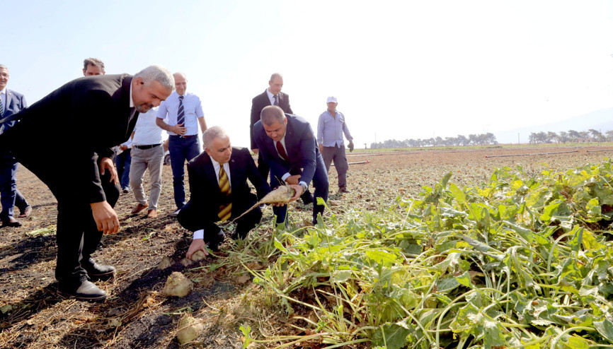 Gaziantepte, şeker pancarı hasadı Gaziantepte, şeker pancarı hasadı