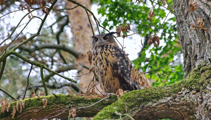 Nürnberg Hayvanat Bahçesinde konferans dizisi: Ekoturizm, zeki kuzgunlar ve hasta olarak yerli vahşi hayvanlar