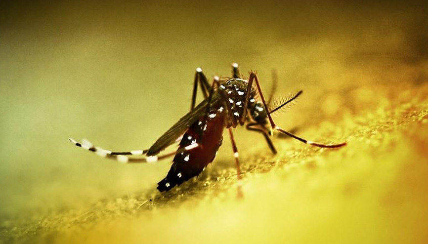Çinde üçüncü seviye acil durum: Chikungunya virüsü yayılıyor