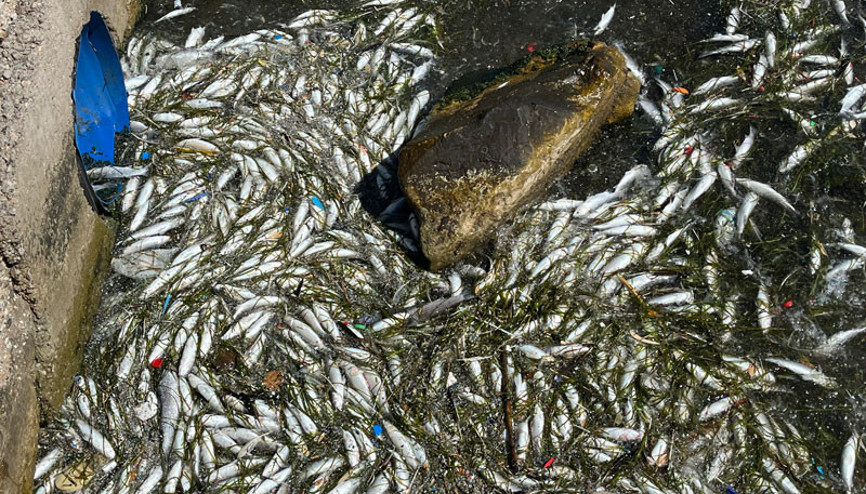 İzmir Körfezi’nde ölü balıklar kıyıya vuruyor, denizin rengi bile değişti İzmir’de neler oluyor ‘Körfezi besleyen dere yataklarında ağır metaller bulundu’