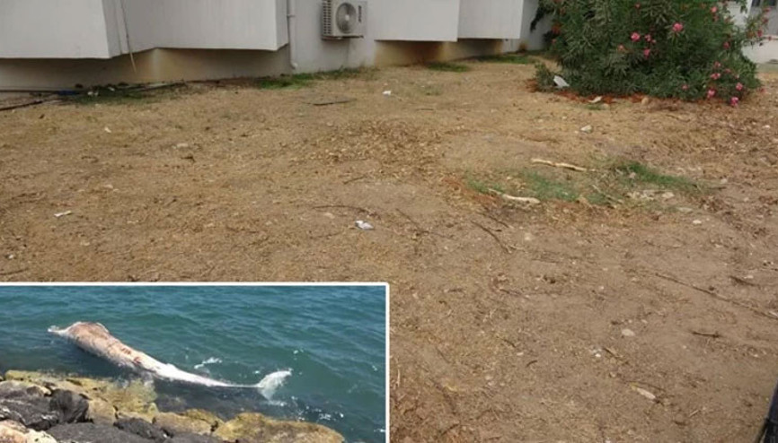Yaklaşık 16 metre: 4 yıl önce gömülen Balinanın iskeleti bilimsel kazıyla çıkarılacak