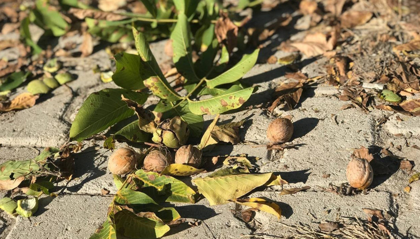 Erzincan’da köylülerin zorlu ceviz hasadı başladı