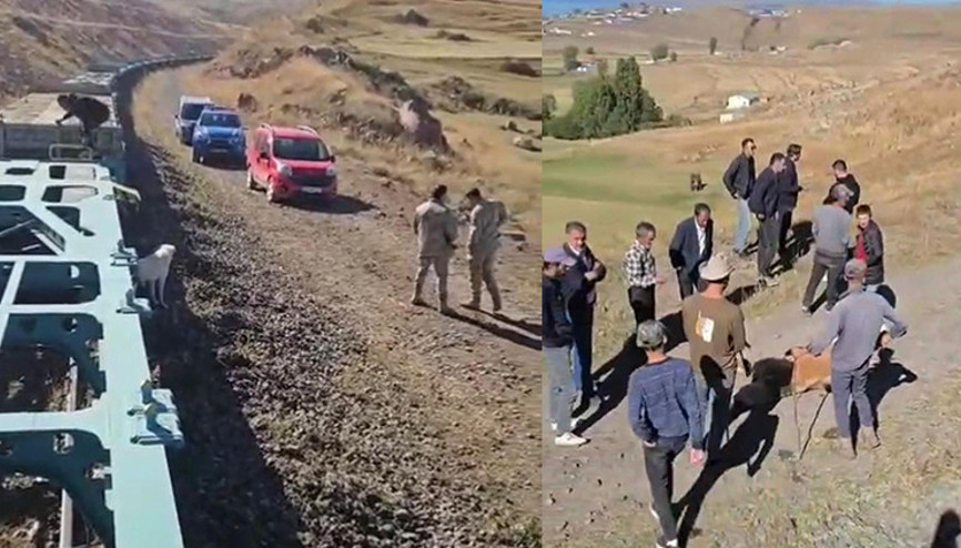 Yük treni sürüye çarptı; 5 büyükbaş öldü