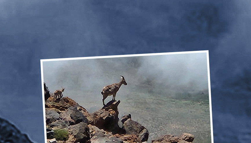 Ağrı Dağında 4 bin rakımda görüntülendi