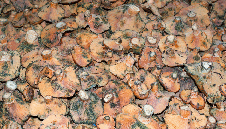 Çıntar nasıl pişirilir Melki olarak da bilinen çıntar mantarını pişirirken dikkat edilmesi gerekenler