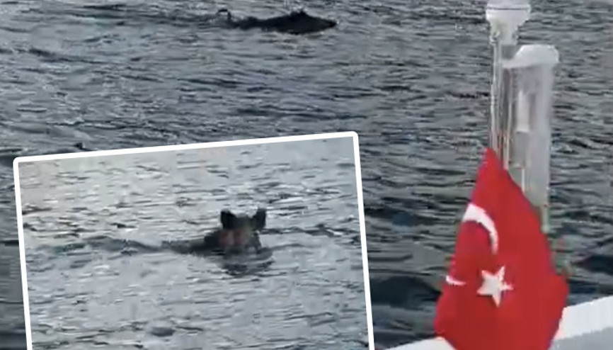 Bartında denizde yüzen yaban domuzu görüntülendi