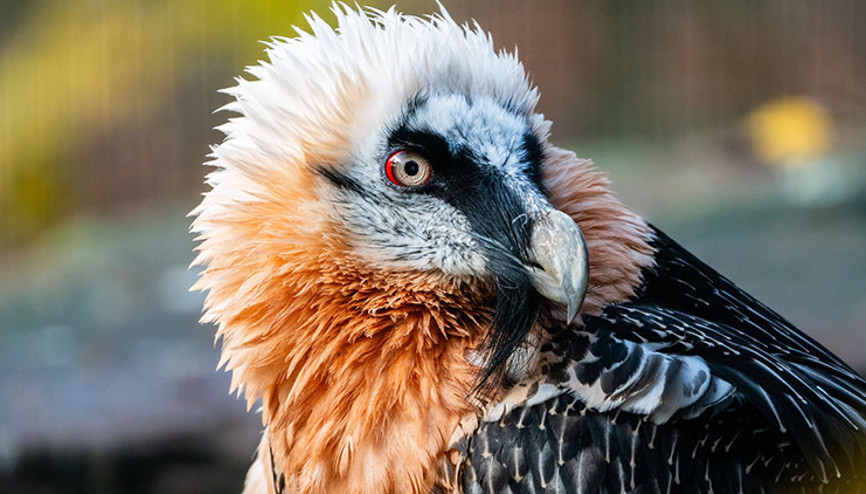 Nesli tükenen akbaba öldü