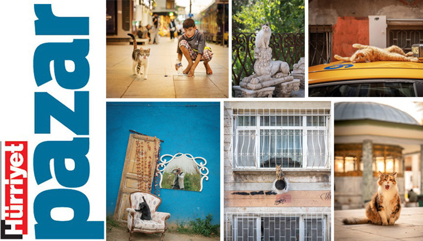 ‘Ne evcil hayvan ne sokak kedisi, onlar hibrit vatandaşlar’ ‘Ne evcil hayvan ne sokak kedisi, onlar hibrit vatandaşlar’