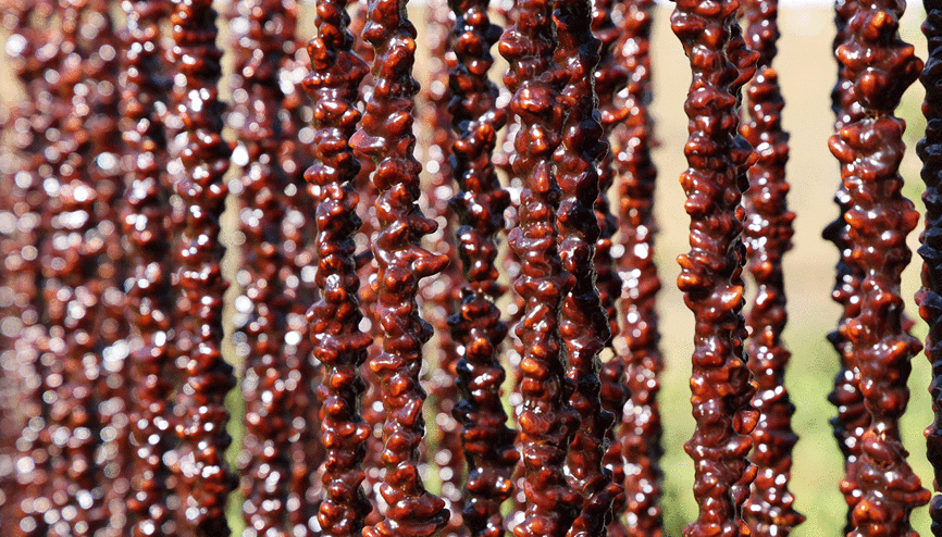 Kış sofralarının vazgeçilmezi: Orcik mesaisi başladı