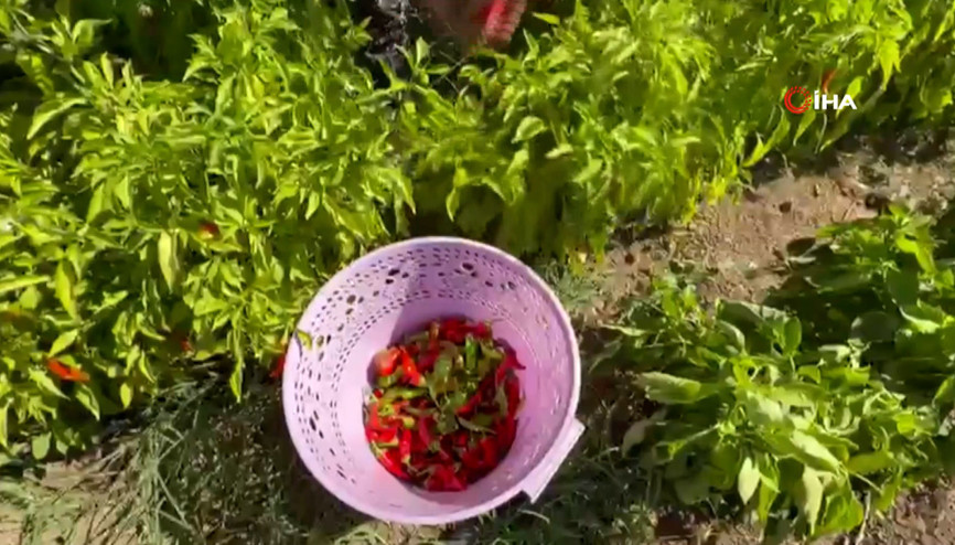 Eşi emekli olduktan sonra köyüne yerleşen girişimci kadın, acı ve tatlıyı bir araya getirdi Eşi emekli olduktan sonra köyüne yerleşen girişimci kadın, acı ve tatlıyı bir araya getirdi