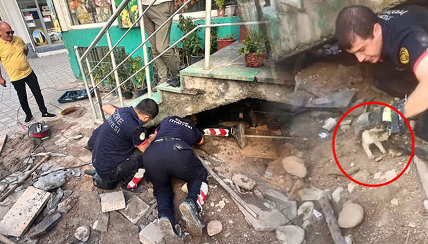 Film gibi kedi kurtarma operasyonu Annesi bir an bile ayrılmadı Film gibi kedi kurtarma operasyonu Annesi bir an bile ayrılmadı