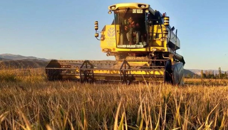 İlçede beyaz altın olarak biliniyor Köylüler toplamaya başladı