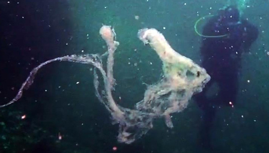 Marmarada büyük tehdit: 10 metre derinlikte görüldü