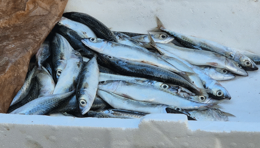 Seyyar balıkçı: Bu senenin balığı sardalya