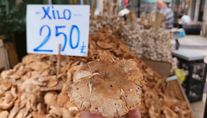 Tezgahlarda tirmit bolluğu: Fiyatı düştü